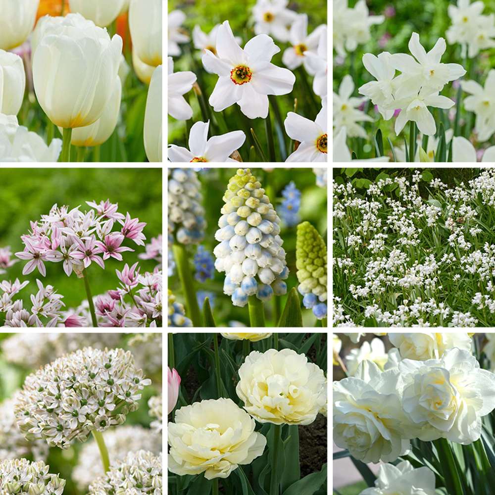 Tilbudspakke 'White'